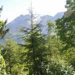 Forêt de cèdres