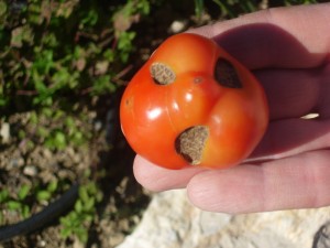 Tomate de Rémi