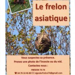 FRELON ASIATIQUE