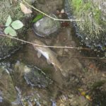 Nouvelles du ruisseau d'Entrevernes