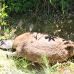 Triste fin pour un des castors du lac