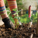 AVOIR UN JARDIN POTAGER, UN RÊVE OU UNE RÉALITÉ ?